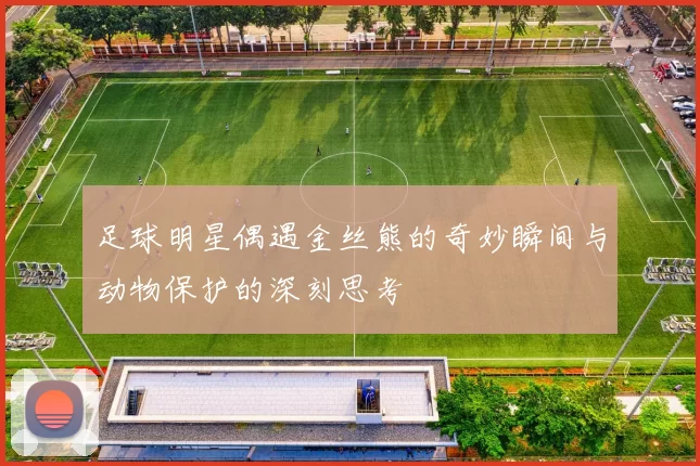 足球明星偶遇金丝熊的奇妙瞬间与动物保护的深刻思考